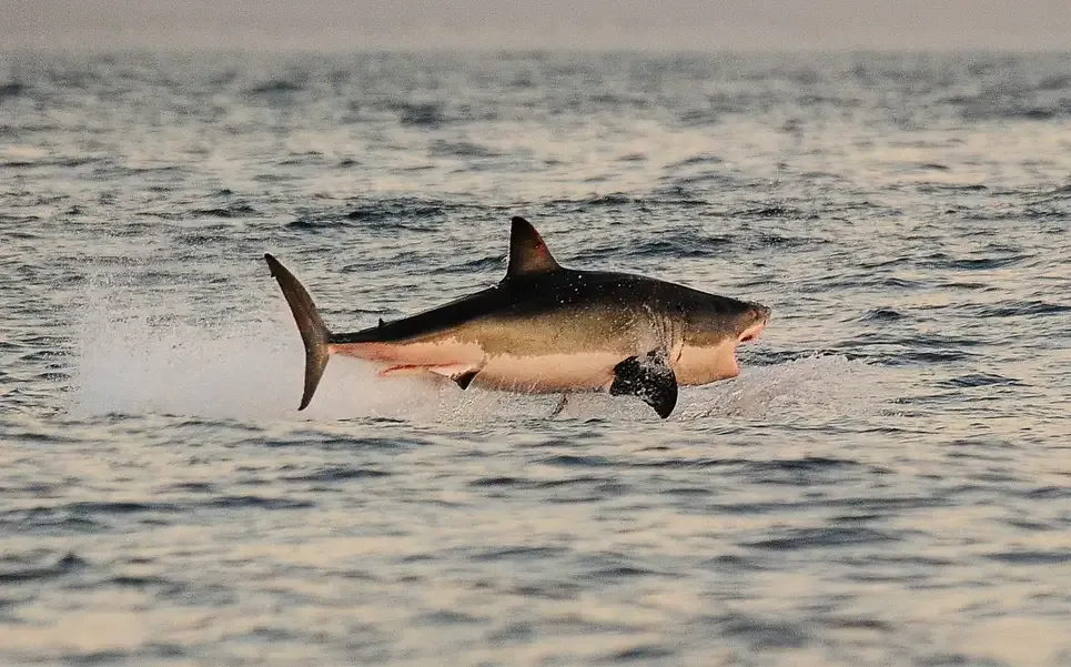 Shock trước video cá mập trắng bị xẻ thịt, thủ phạm là loài cá đáng sợ nhất đại dương
