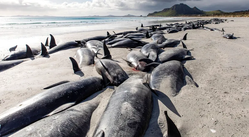 Xót xa cảnh tượng bãi biển ngập tràn gần 500 xác chết cá voi hoa tiêu