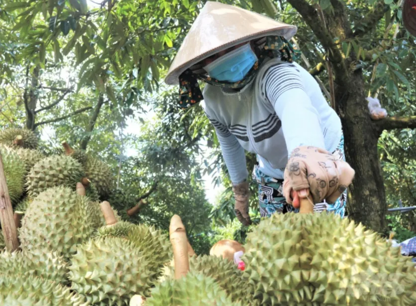 Nông dân Thái lo lắng sầu riêng Việt cạnh tranh ác liệt với hàng Thái trên đất Trung