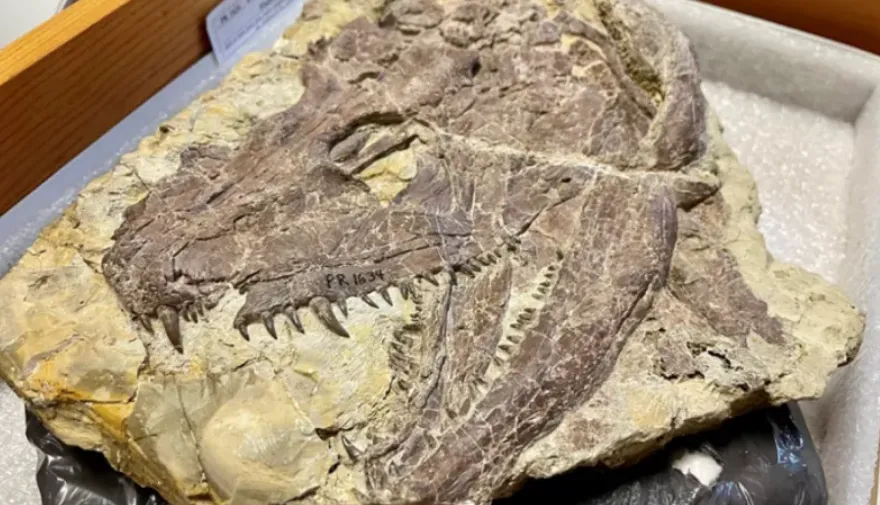 Hóa thạch kẻ săn mồi khổng lồ 4 chân tồn tại trước cả khi khủng long ra đời khiến giới khoa học choáng váng