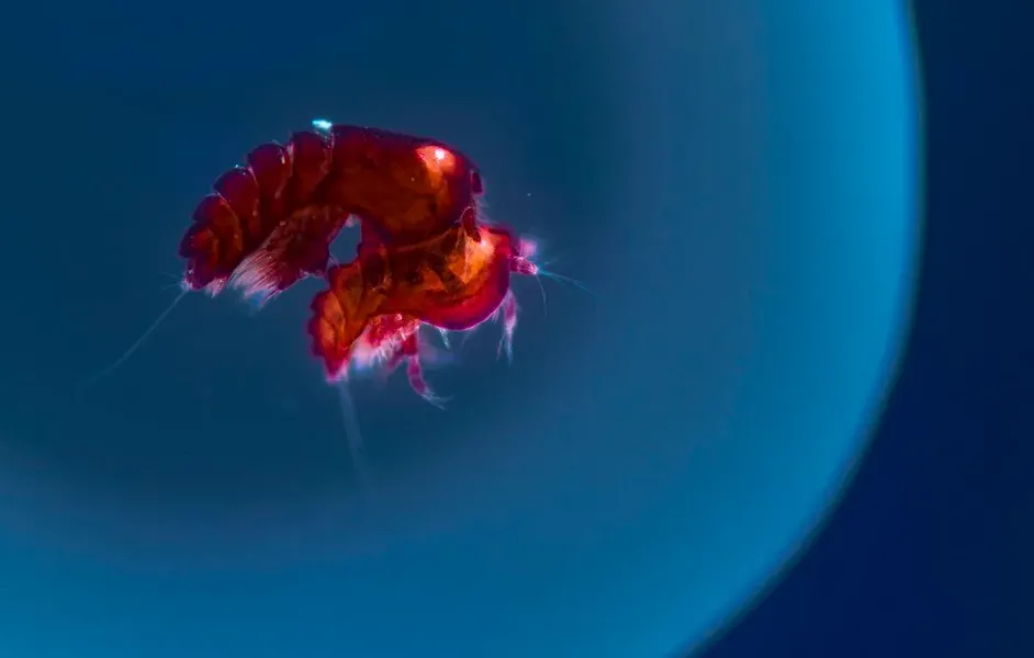 Thế giới sinh vật kỳ diệu bên trong 1 giọt nước biển qua loạt ảnh tuyệt đẹp