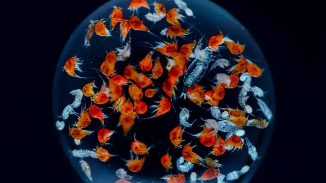 thumbnail - Thế giới sinh vật kỳ diệu bên trong 1 giọt nước biển qua loạt ảnh tuyệt đẹp