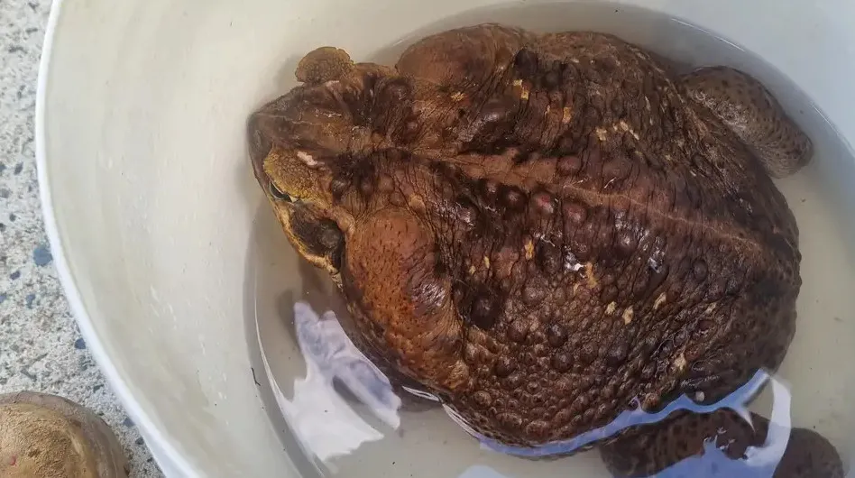 Quái vật cóc khổng lồ toadzilla nặng 2,7 kg sẽ khiến bạn phải sợ hãi khi nhìn thấy