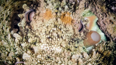 Vật liệu tổng hợp lấy cảm hứng từ bạch tuộc: Biến đổi màu sắc và kết cấu theo yêu cầu