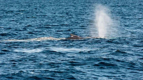 Drone thu hơi thở cá voi: Lần đầu phát hiện virus chết người tại Bắc Cực