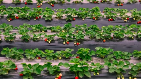 Loại trái cây được yêu thích này từng bị cho là trái cây "bẩn" nhất, vẫn có thể dùng an toàn nếu biết cách rửa