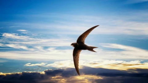 Cuộc chạy marathon mười tháng: Gặp gỡ loài chim sống trọn đời trên mây
