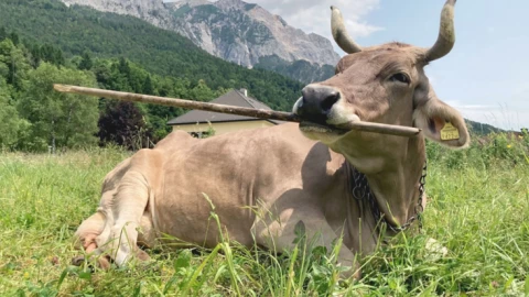 10.000 năm nuôi bò, lần đầu tiên con người thấy cảnh này