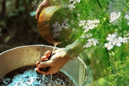 Bao sái bàn thờ bằng mùi già: nghi thức nhỏ, phúc lộc lớn cho năm mới
