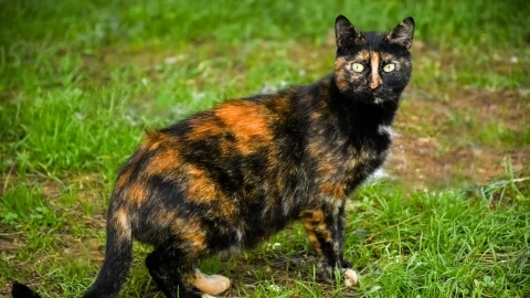 Chú mèo già nhất thế giới còn sống đã bước sang tuổi mới và bạn sẽ không thể tin nổi tuổi của nó