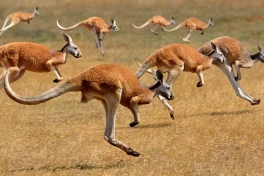 Có thể bạn không biết: Kangaroo khổng lồ không chỉ nhảy, nó còn đi bộ như khủng long túi