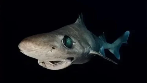 Một loài cá mập đang đứng trước nguy cơ tuyệt chủng vì cơn khát "vàng lỏng" của con người