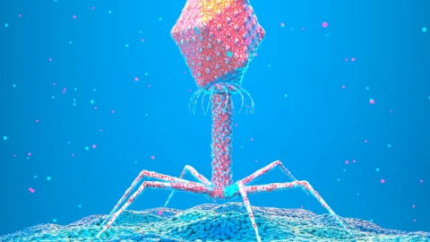 Vũ khí cổ xưa được tái sinh để chống lại vi khuẩn kháng thuốc