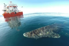 Tại sao cá mập Greenland có thể sống đến 400 tuổi mà không mắc bệnh? Các nhà khoa học đã tìm ra câu trả lời.