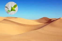 Bước ngoặt ngành xây dựng: Công nghệ biến cát sa mạc thành bê tông sinh học, giải bài toán khan hiếm vật liệu toàn cầu