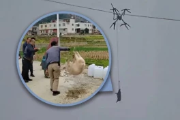 Chuyện thật như đùa: Dùng drone chở... lợn "bay" qua núi, cả làng mất điện 10 tiếng vì "phi công" mắc kẹt trên dây điện cao thế