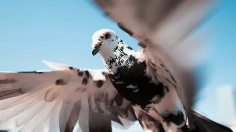 Startup Nga biến bồ câu thành thiết bị do thám sống bằng công nghệ cấy ghép não bộ