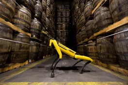 Chó robot đã đến làm việc ở kho rượu whisky lớn nhất thế giới