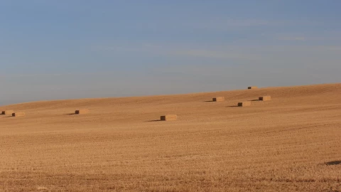 Phun vi khuẩn lên cát: Sa mạc có thể biến thành đất trồng chỉ sau 10 tháng?