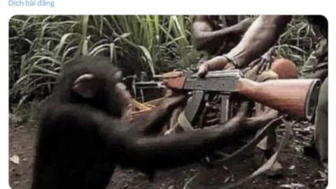 "Cho khỉ cầm súng AK": Thông điệp châm biếm sâu cay của Elon Musk khi con người quá tin tưởng vào AI