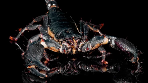 Bọ cạp lớn nhất thế giới to đến mức nào? Con số khiến nhiều người sốc
