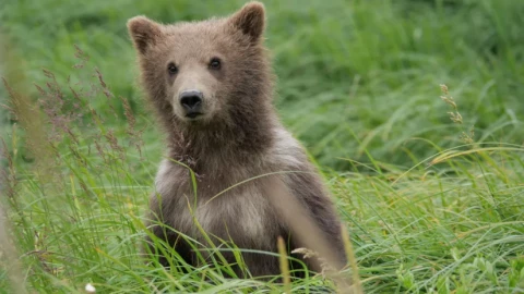 AI nhận diện khuôn mặt gấu ngoài hoang dã, chính xác đến mức chuyên gia phải ngạc nhiên