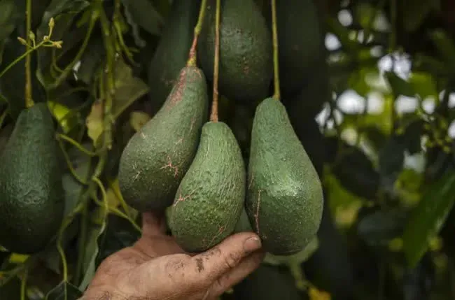 Lợi dụng biến đổi khí hậu, nông dân Mỹ nuôi trồng thành công 1 số loại quả nhiệt đới ở Việt Nam