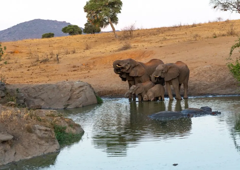 Xuất hiện tình trạng voi tấn công người do biến đổi khí hậu