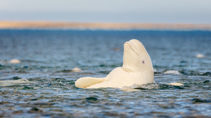 Cá voi trắng beluga siêu hiếm xuất hiện cách xa “gia đình” gần 2400km, không ai biết tại sao