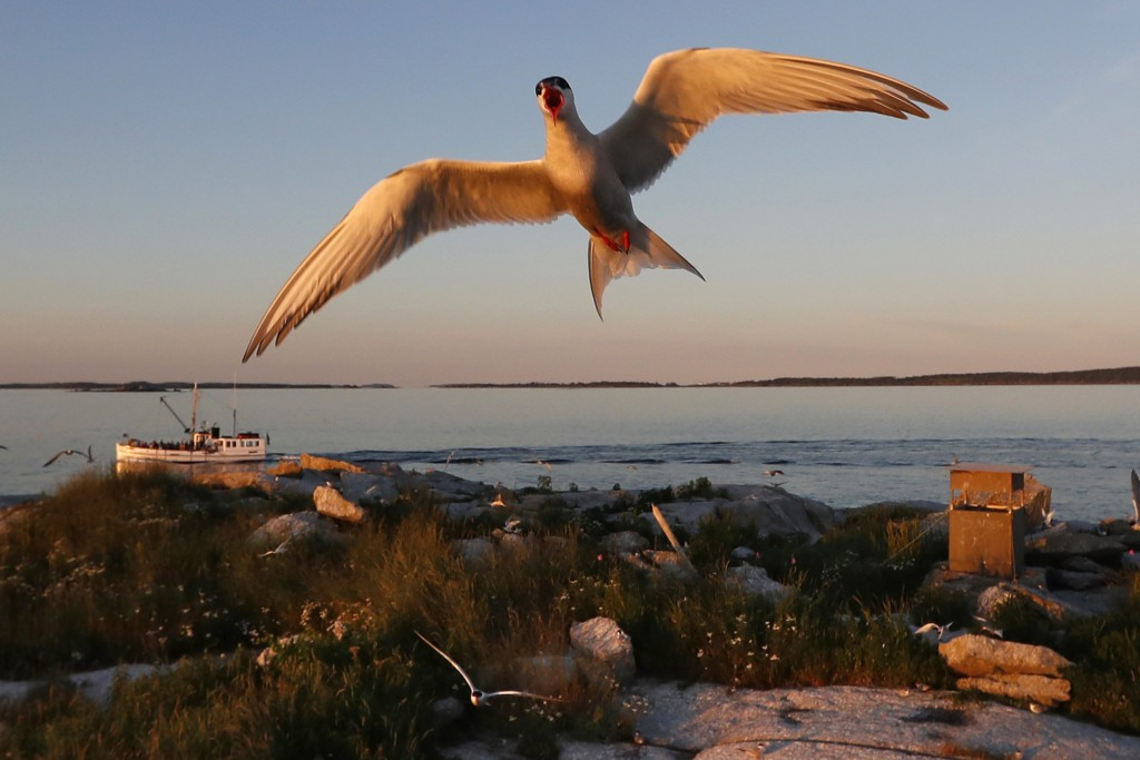 Nhiều loài chim biển đứng trước nguy cơ tuyệt chủng vì biến đổi khí hậu