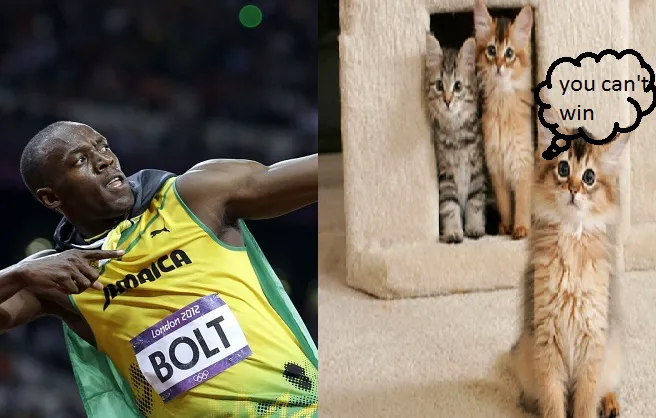 Tại sao Usain Bolt không thể chạy nhanh hơn mèo nhà