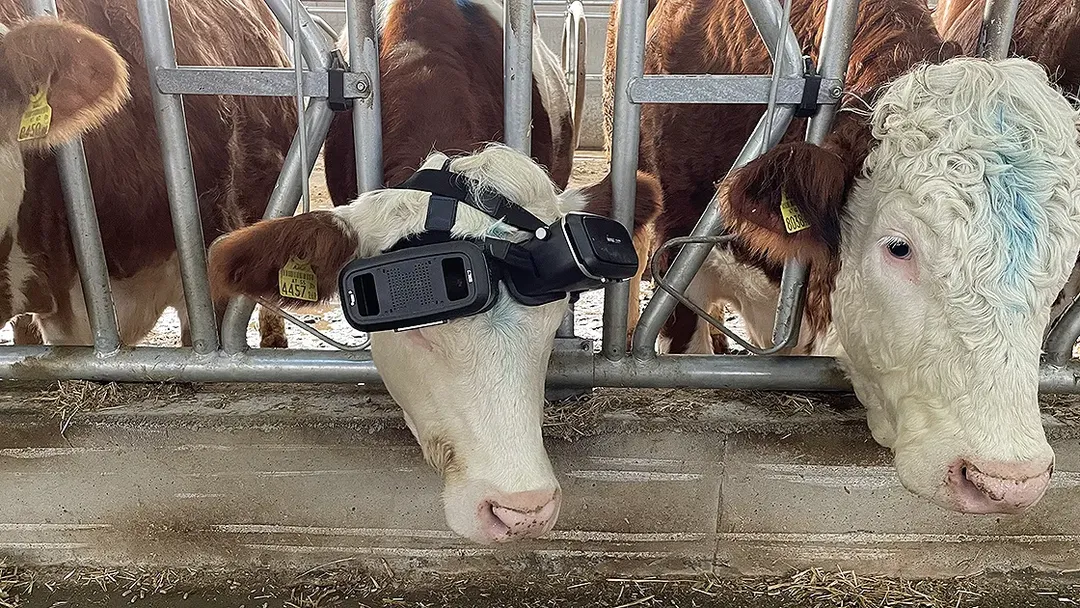 Đeo kính VR để bò hạnh phúc hơn và tiết ra nhiều sữa hơn
