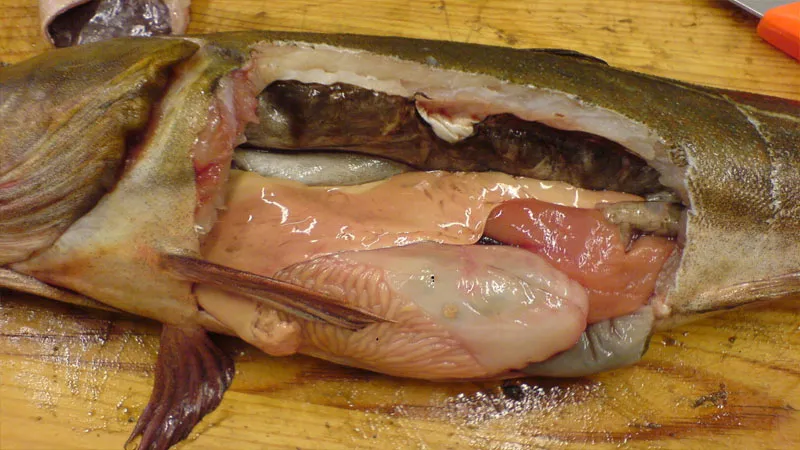 5 bộ phận của cá chứa nhiều độc tố mà bạn cần phải làm sạch trước khi nấu