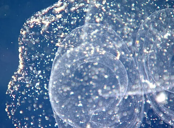 Rác thải nhựa đang nhấn chìm đại dương, đe dọa các sinh vật biển