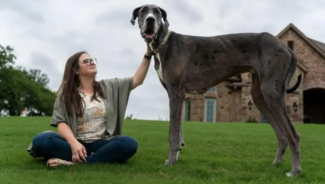 thumbnail - Chú chó cao nhất thế giới có chiều cao hơn 1 mét, ăn 12 cốc thức ăn mỗi ngày