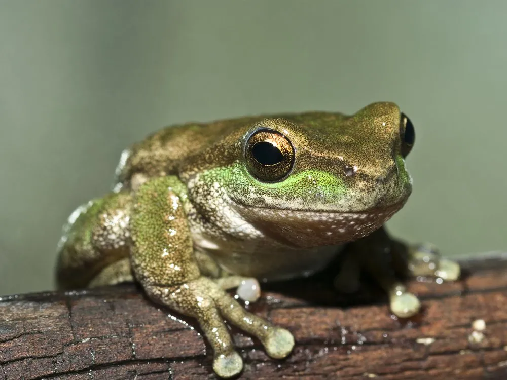 Thả 80 cá thể ếch từng suýt tuyệt chủng ở Australia trở lại tự nhiên
