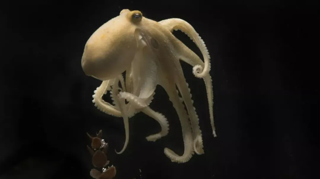 thumbnail - Tại sao bạch tuộc tự hành hạ và ăn thịt chính mình sau khi sinh sản?