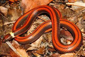 thumbnail - Vẻ đẹp rực lửa của loài rắn đào hang chỉ còn 3 cá thể duy nhất