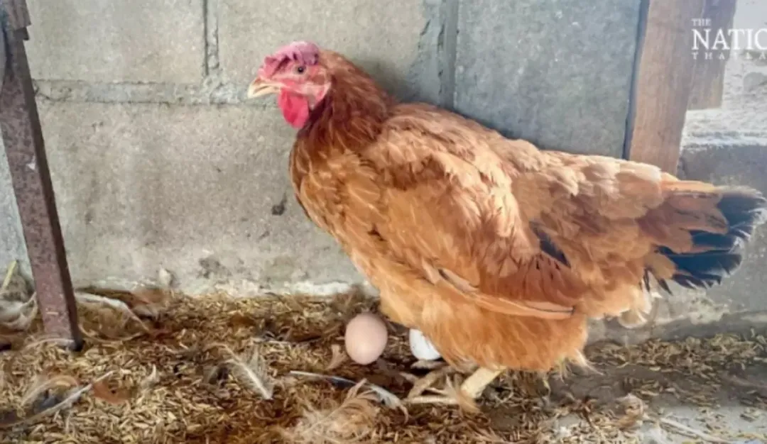 thumbnail - Thái Lan: cho gà ăn cần sa để giảm bệnh tật và ngon thịt hơn
