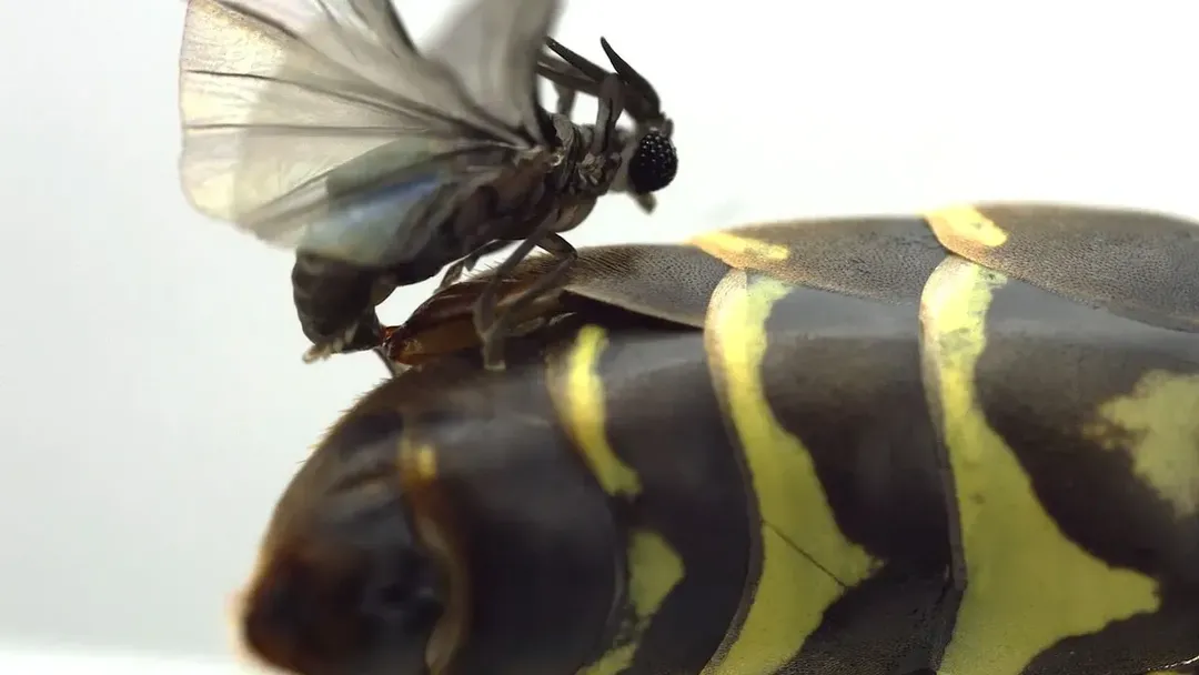 Mạng internet toàn cầu sốc về video gắp ký sinh trùng khổng lồ ra khỏi con ong vò vẽ