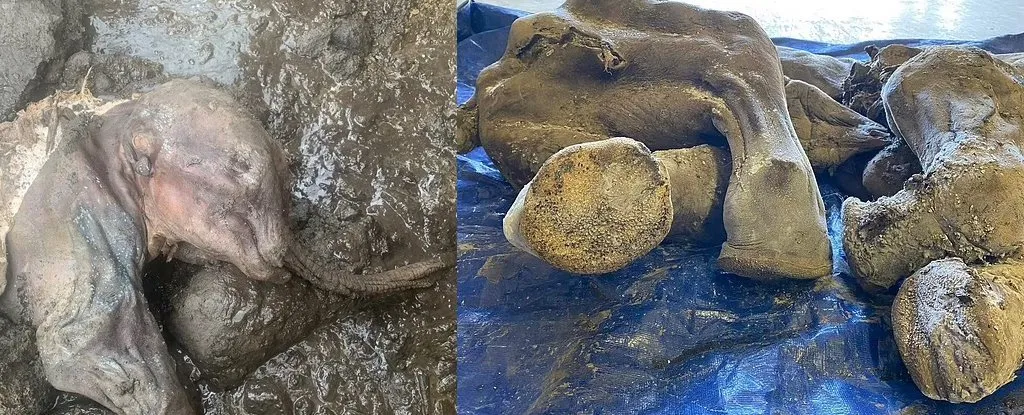 Tìm thấy xác ướp voi ma mút non hơn 30.000 năm tuổi gần như nguyên vẹn