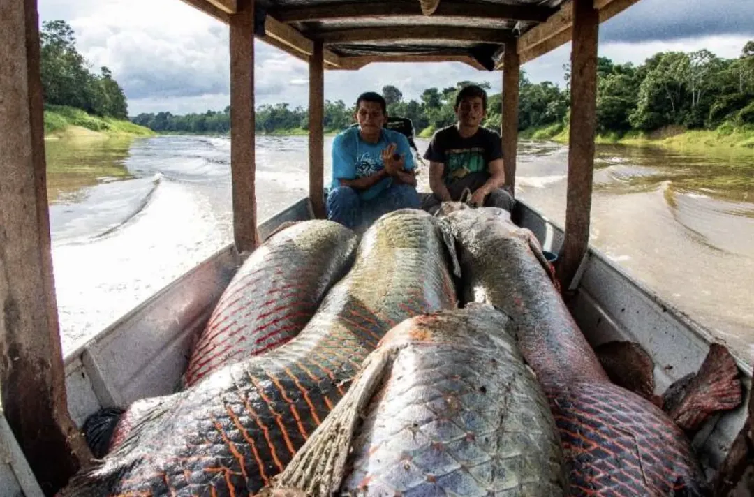 Pirarucu: loài cá Amazon khổng lồ, mặt như thủy quái nhưng thịt ngon không tưởng