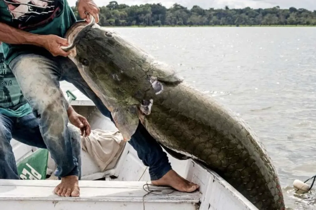 thumbnail - Pirarucu: loài cá Amazon khổng lồ, mặt như thủy quái nhưng thịt ngon không tưởng