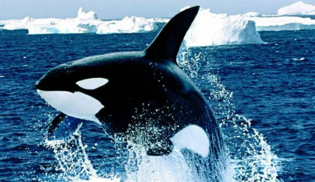 thumbnail - Có thể moi gan của cá mập trắng, vì sao cá voi sát hủ không tấn công con người?