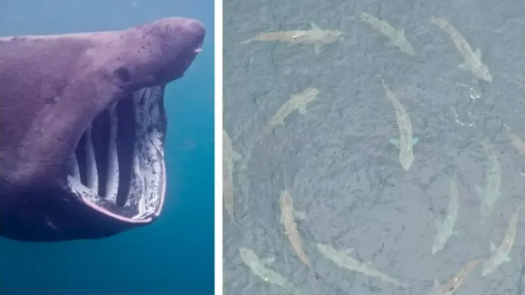thumbnail - Đàn cá mập bơi theo vòng tròn "lạ mắt", khoa học đã biết tại sao!