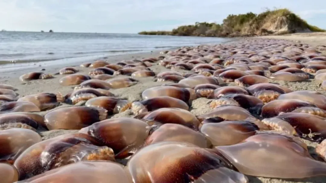 thumbnail - Hàng ngàn con sứa tràn vào bờ biển tạo nên cảnh tượng chưa từng có