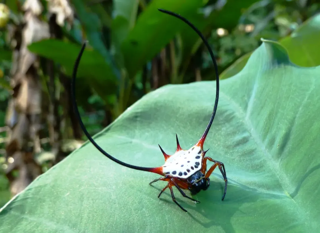 Lạ lùng chưa: Con nhện trông đáng sợ như "quái vật" này hóa ra lại chẳng nguy hiểm gì