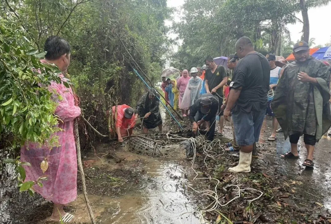 Thái Lan: Hoảng hồn bắt được cá sấu dài 4 mét nặng nửa tấn dưới mương