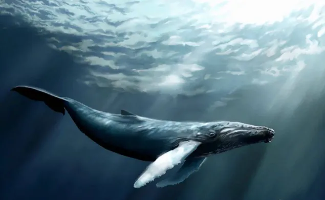 Vì sao cá voi cơ thể bằng xương bằng thịt có thể lặn sâu hơn 2.000m mà tàu ngầm hạt nhân lại bị nghiền nát? 