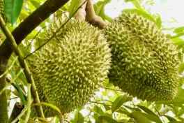 Sầu riêng mệnh danh là "vua trái cây" nhưng lại có 1 số người không nên ăn sầu riêng